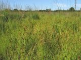 Rhynchospora fusca. Цветущие растения в сообществе с Molinia caerulea. Нидерланды, провинция Drenthe, Brunsting, заказник Brunstinger plassen, заболоченный осоково-молиниевый луг в прибрежной зоне небольшого водоёма. 18 июля 2010 г.