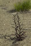 Solidago cuprea