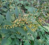 Solidago flexicaulis. Побеги с соцветиями. Тверская обл., г. Тверь, Заволжский р-н, ботанический сад ТвГУ, в культуре. 14 сентября 2019 г.