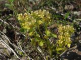 Chrysosplenium tetrandrum. Плодоносящее растение с раскрывшимися коробочками. Магаданская обл., Ольский р-н, окр. пгт Ола, бассейн р. Ола, р. Угликан, у уреза воды. 16.08.2020.