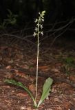 Platanthera bifolia