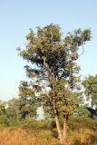 Cassia fistula. Плодоносящее растение. Индия, провинция Уттар-Прадеш, национальный парк \"Rajaji\". 04.12.2022.