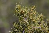 genus Juniperus. Ветвь с микростробилами. Ставропольский край, Кавказские Минеральные Воды, Бештаугорский заказник, каменистый склон. 04.05.2014.