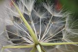 Tragopogon porrifolius ssp. longirostris