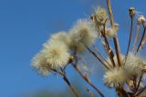 Erigeron acris. Зрелые соплодия-корзинки. Ленинградская обл., Ломоносовский р-н, окр. Шепелёвского маяка; п-ов Каравалдай, восточное побережье, подножье тыльной части берегового вала (за дорогой), псаммофильный лужок у края тростниковых зарослей. 23.09.2023.