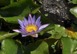 Nymphaea nouchali variety caerulea