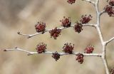 Ulmus pumila. Часть ветви с соцветиями. Приморский край, г. Владивосток, в озеленении. 21.04.2024.