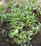 Veronica anagallis-aquatica