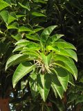 Phytolacca dioica. Верхушка побега. Испания, Каталония, провинция Girona, Costa Brava, Blanes, ботанический сад \"Marimurtra\", в культуре. 27 октября 2008 г.