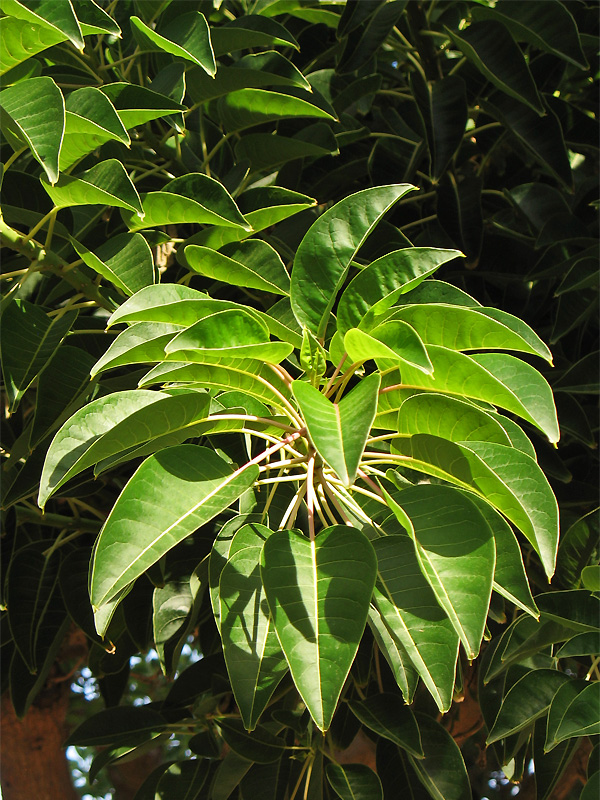 Image of Phytolacca dioica specimen.