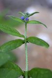 Asperugo procumbens. Верхушка цветущего растения. Южный Казахстан, хр. Боролдайтау, ущ. Кенозен; 1050 м н.у.м. 01.05.2012.