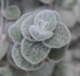 Origanum dictamnus