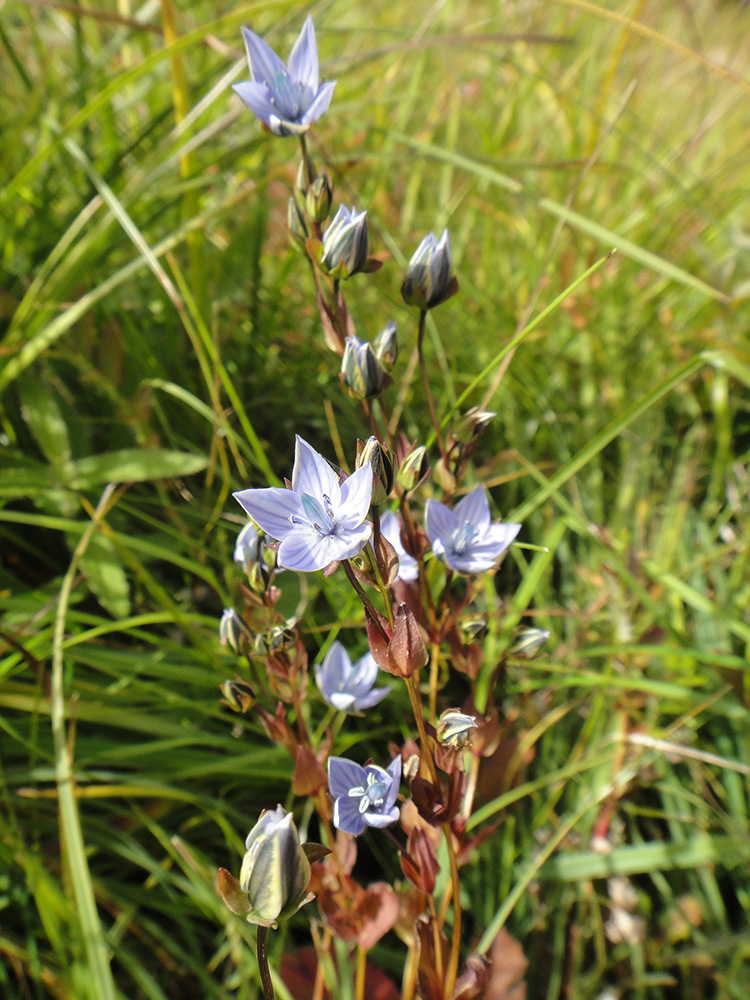 Изображение особи Lomatogonium carinthiacum.