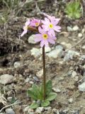 Primula pamirica