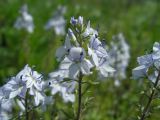 Veronica prostrata