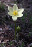 Pulsatilla orientali-sibirica. Цветущее растение. Иркутск, сосновый лес близ бывш. военного госпиталя (ул. Карпинская). 19.05.2013.