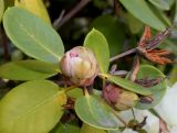 Rhododendron hemsleyanum. Верхушка побега с распускающейся цветочной почкой. Германия, г. Дюссельдорф, Ботанический сад университета. 04.05.2014.