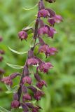 Epipactis atrorubens. Часть соцветия. Ленинградская обл., Волосовский р-н, зарастающий сосной луг на известняке. 19.07.2014.