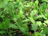 Erythronium sibiricum