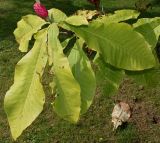Magnolia tripetala. Побег с плодом. Германия, г. Дюссельдорф, Ботанический сад университета. 05.09.2014.