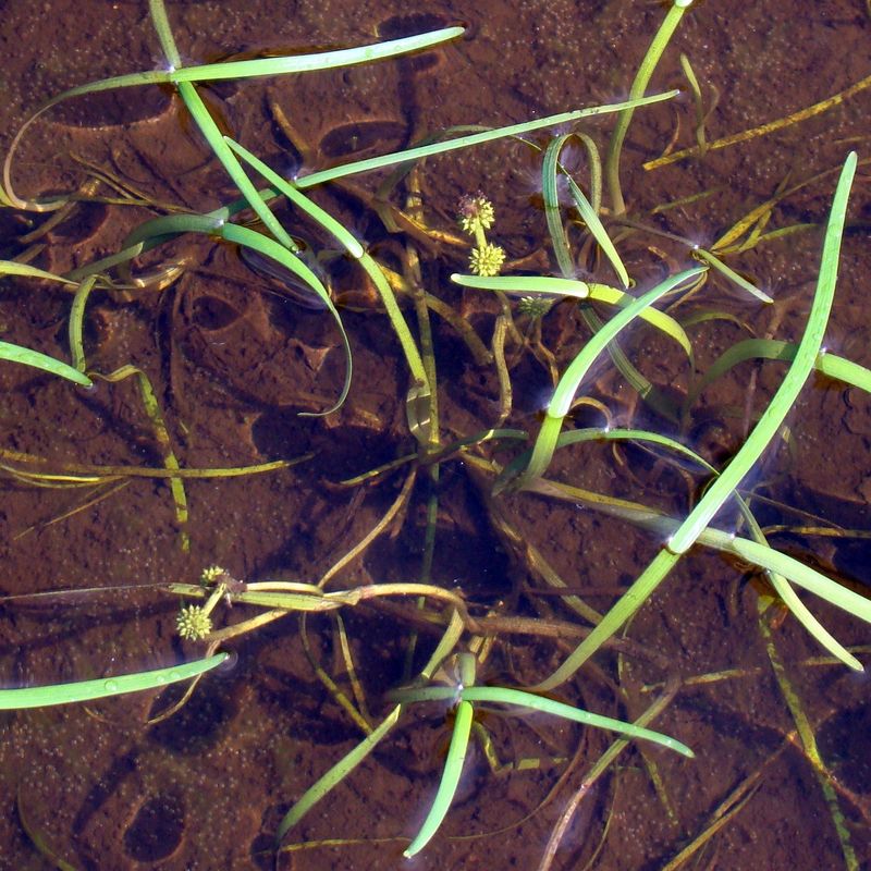 Изображение особи Sparganium hyperboreum.