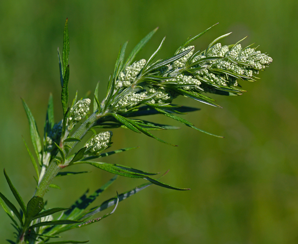 Полынь обыкновенная (Artemisia vulgaris) Автор фото: Виталий Гуменюк