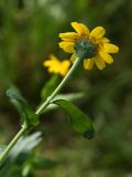 Glebionis coronaria. Верхушка побега с соцветием (вид со стороны обёртки). Ленинградская обл., пос. Карташевская, в культуре. 15.08.2009.