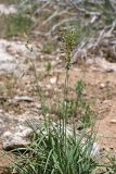 Festuca karatavica