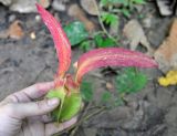 Dipterocarpus grandiflorus. Плод. Андаманские острова, остров Хейвлок, влажный тропический лес. 01.01.2015.