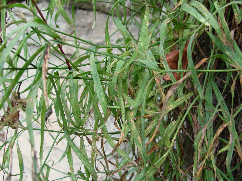 Image of Dianthus caucaseus specimen.