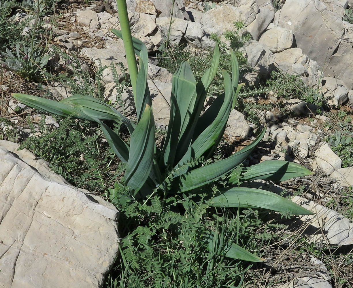 Изображение особи Eremurus spectabilis.