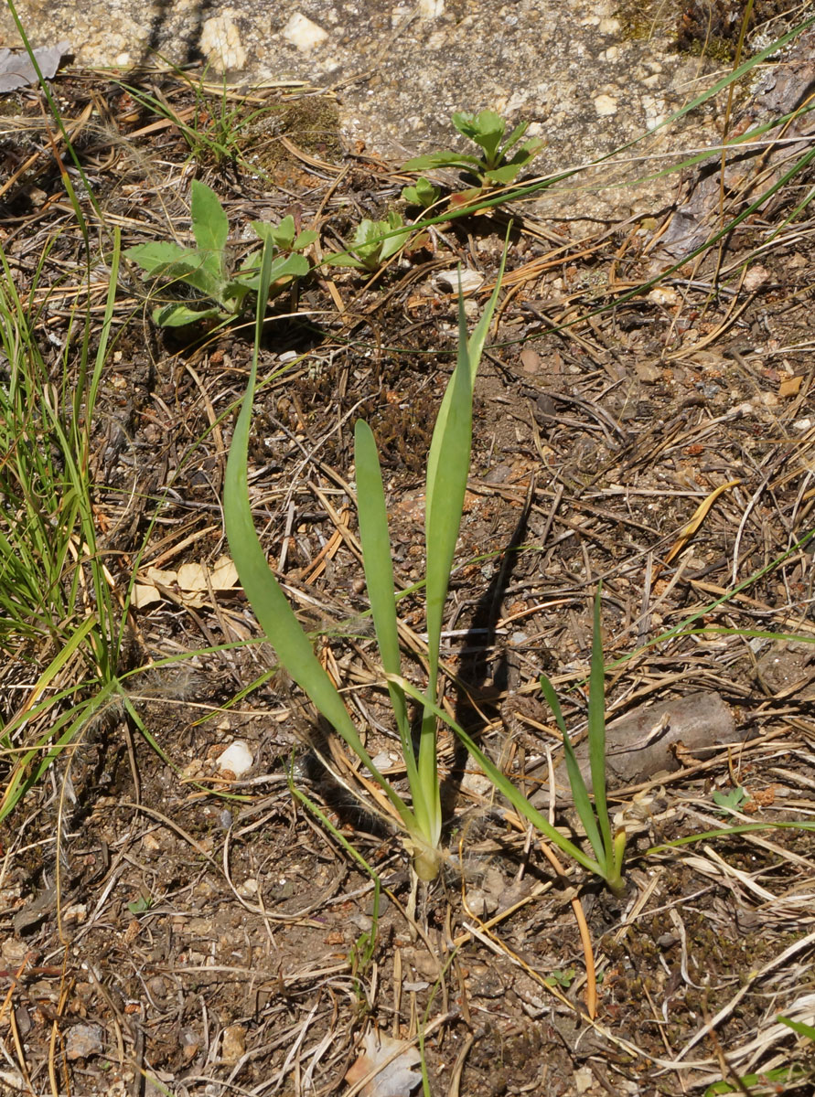 Изображение особи Allium nutans.