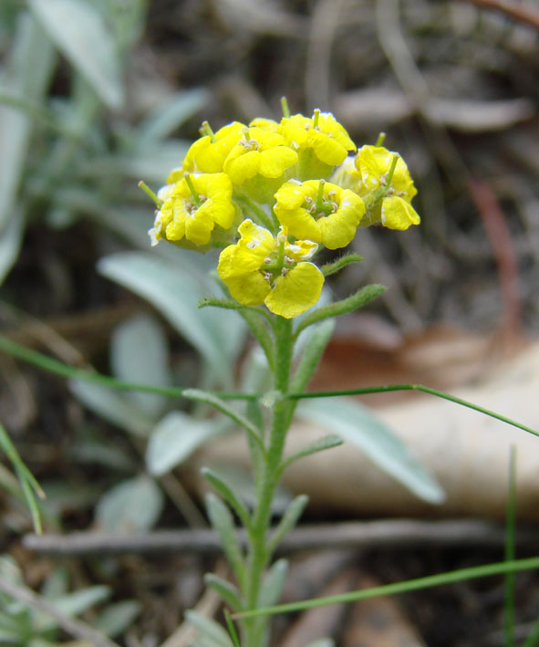 Изображение особи Alyssum lenense.