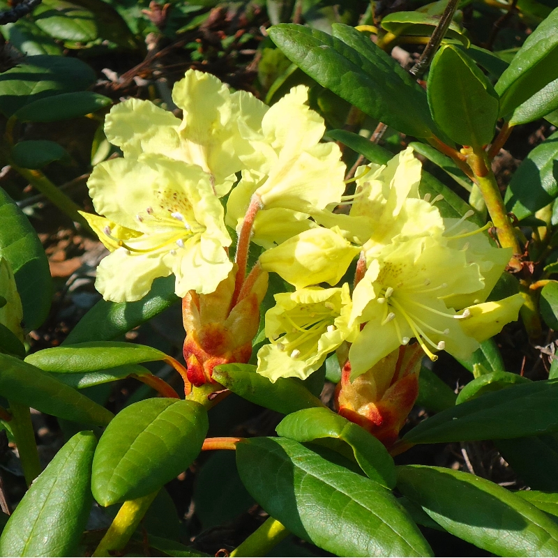Изображение особи Rhododendron aureum.