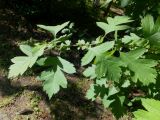 род Crataegus. Ветвь с листьями. Мурманск, сквер перед ДК им. Кирова. 22.07.2016.