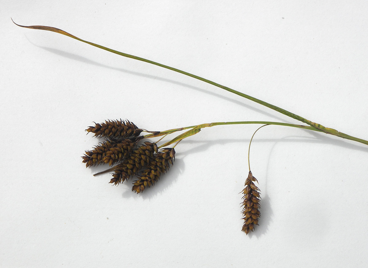 Изображение особи Carex caucasica.