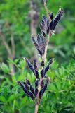 Lupinus nootkatensis