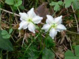 Moneses uniflora