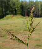 Echinochloa crus-galli