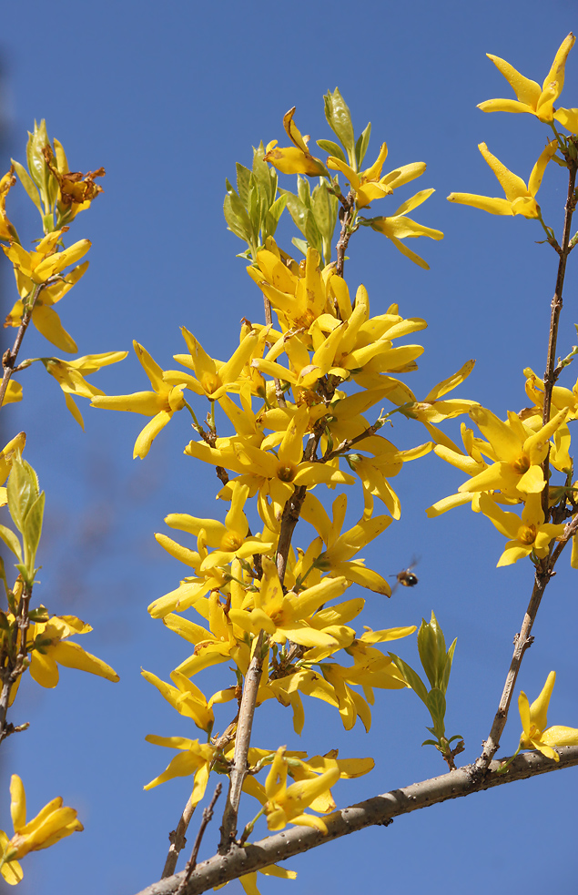 Изображение особи Forsythia &times; intermedia.