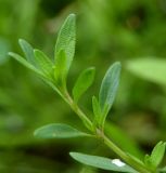 Thymus kirgisorum