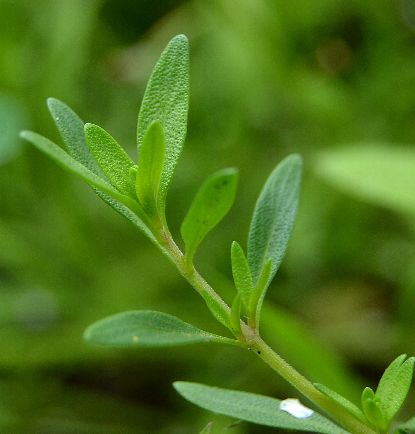 Изображение особи Thymus kirgisorum.