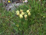 Oxytropis kubanensis