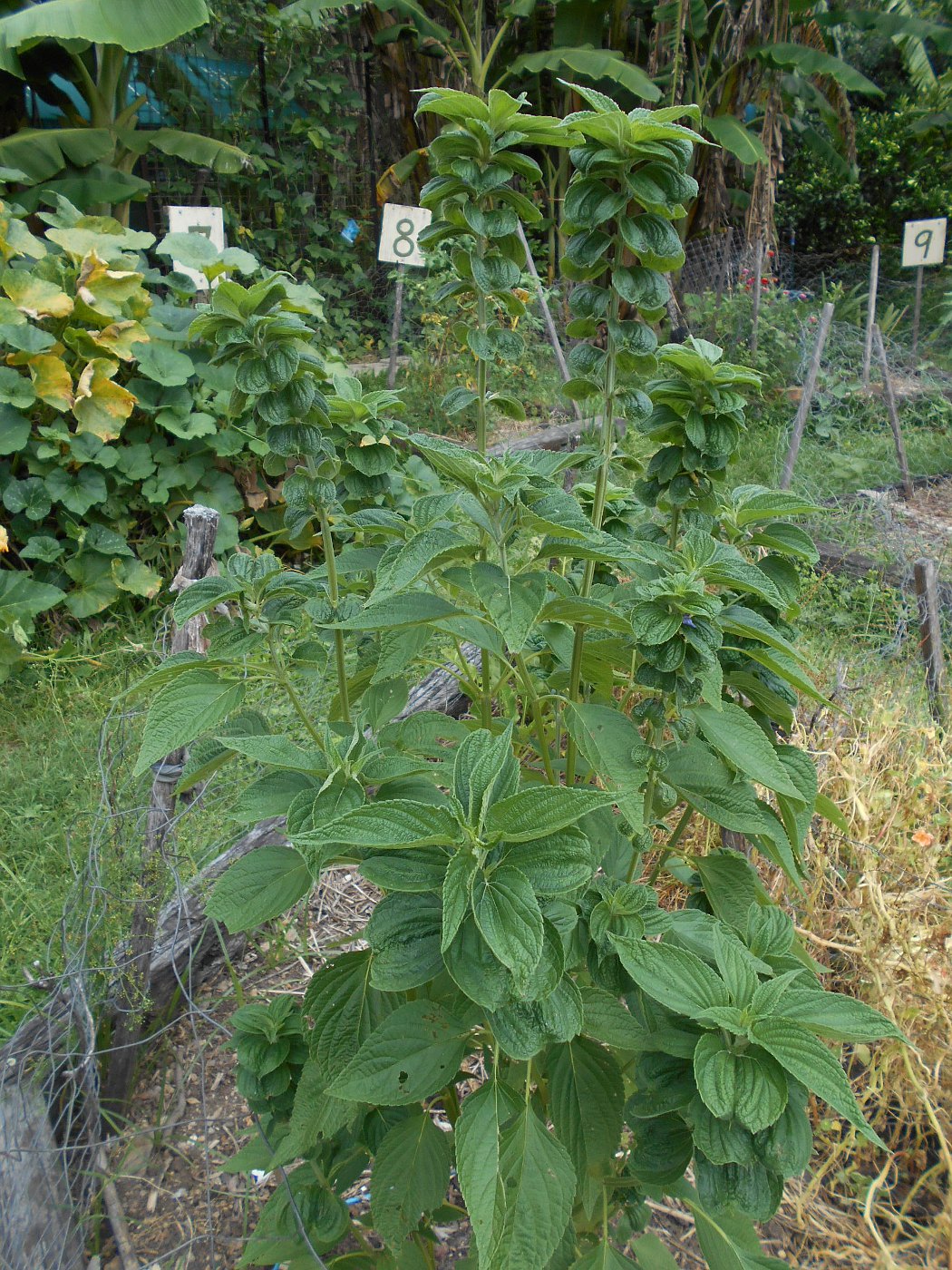 Изображение особи Salvia hispanica.