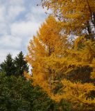 Larix sibirica