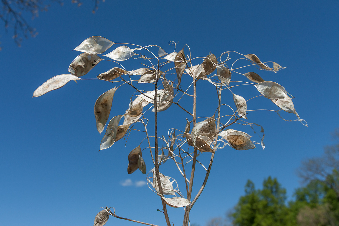 Изображение особи Lunaria rediviva.