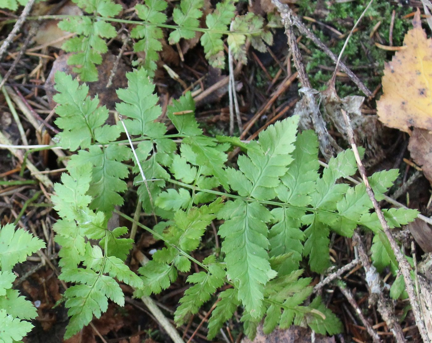 Изображение особи Dryopteris carthusiana.