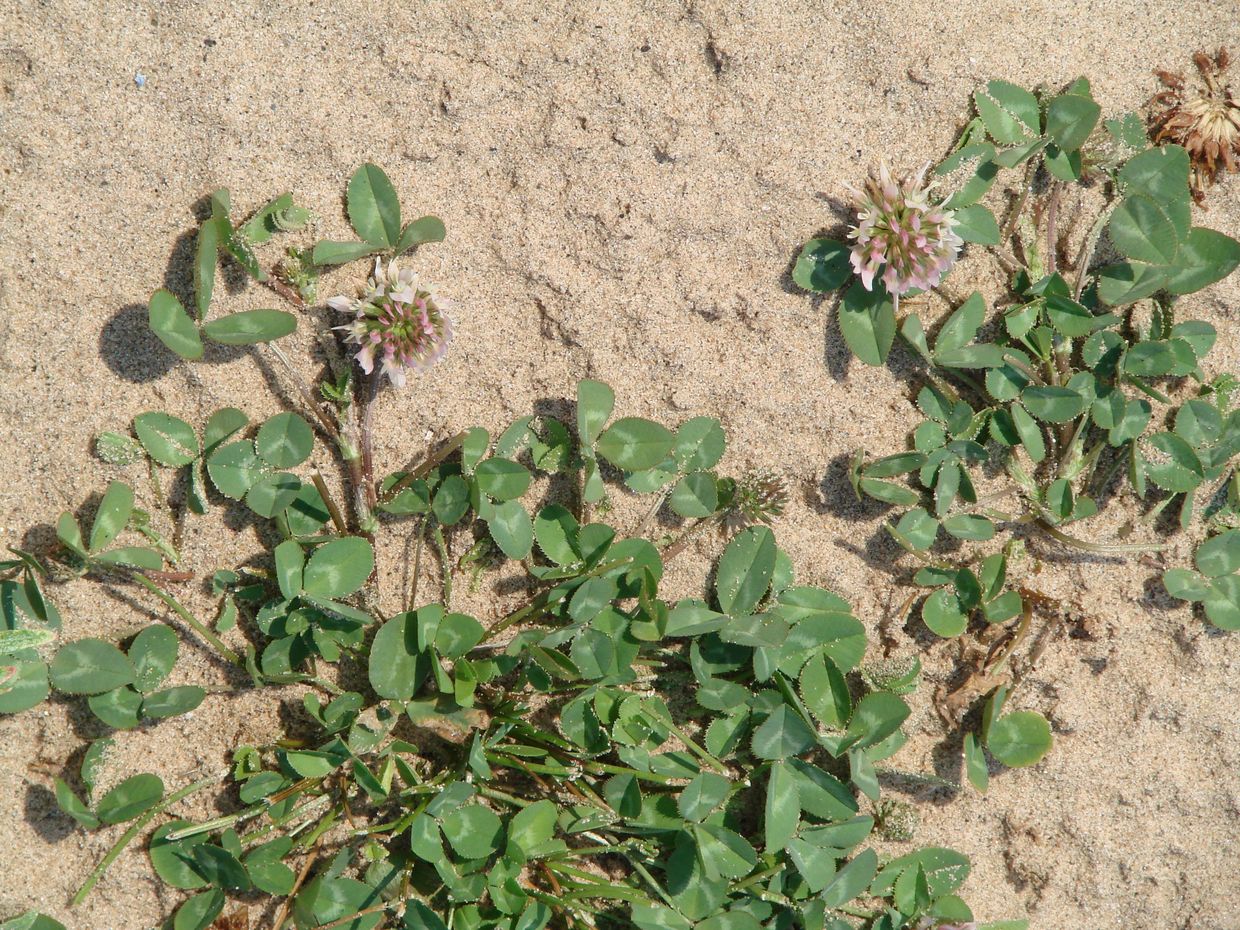 Изображение особи Trifolium repens.