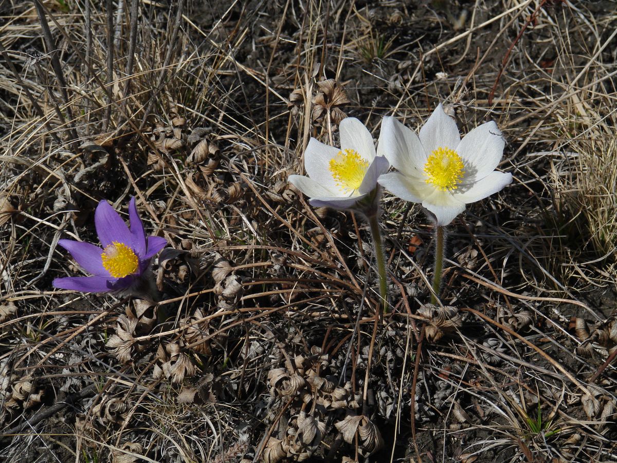 Изображение особи Pulsatilla multifida.