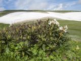 Rhododendron caucasicum. Цветущее растение. Адыгея, Кавказский биосферный заповедник, склон горы Абадзеш, ≈ 2100 м н.у.м., субальпийский луг. 28.06.2015.